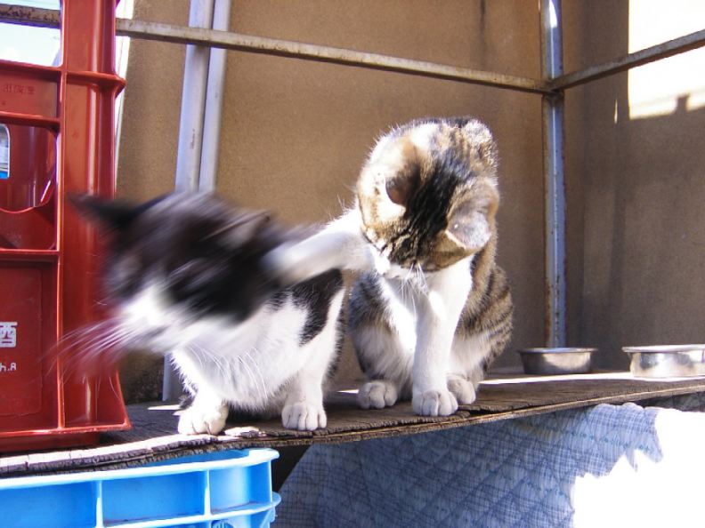 cat hitting stuffed tiger